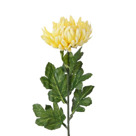 YELLOW SINGLE LARGE CHRYSANTHEMUM