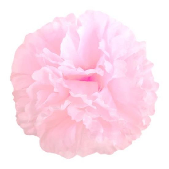 Baby pink CARNATION PICK X 144pcs