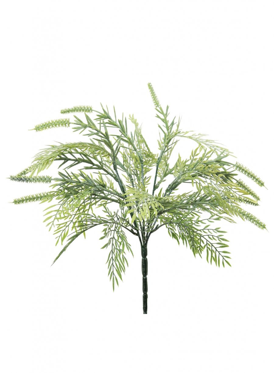 Tassel Fern Bunch (Dusted)