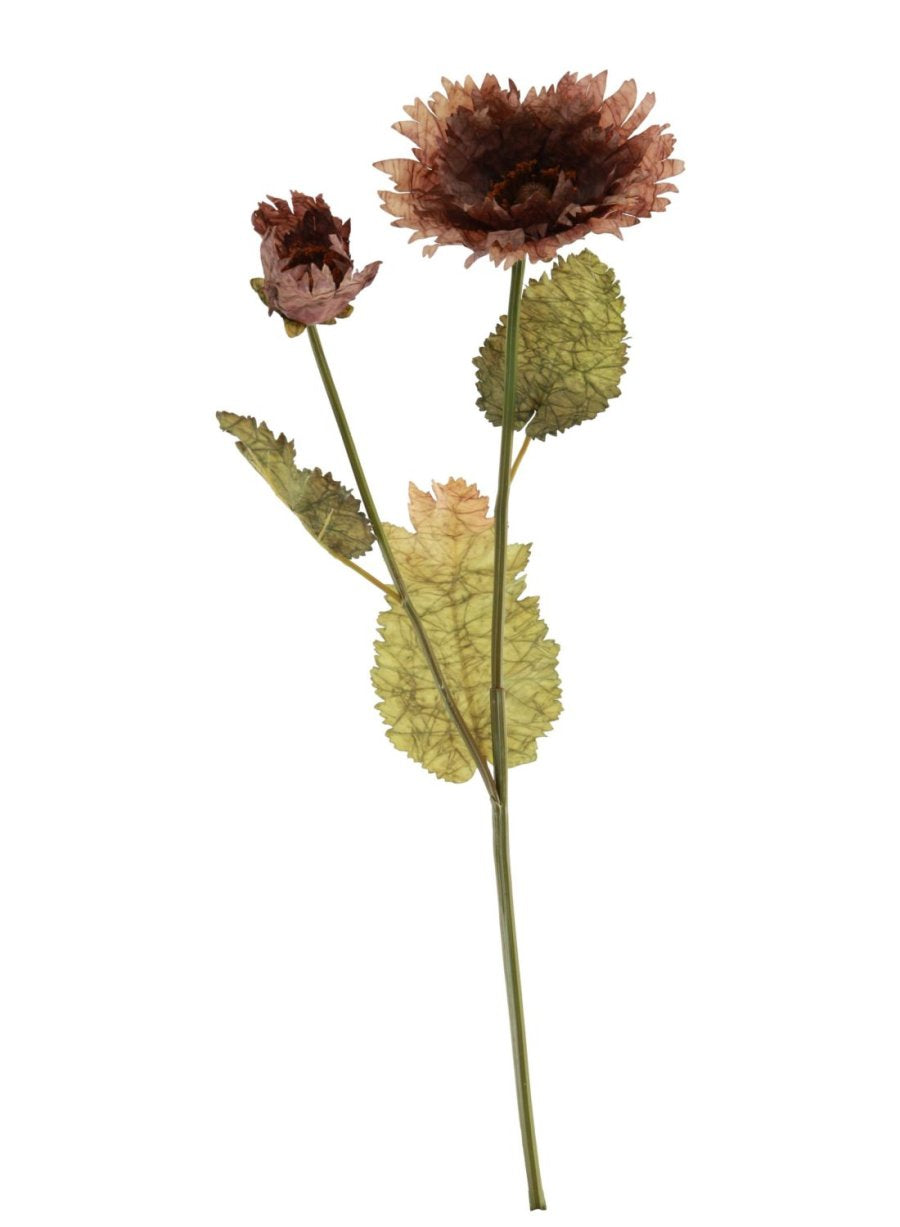 Dried Touch Ruffled Poppy Variou Colours