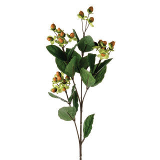 Hypericum Green