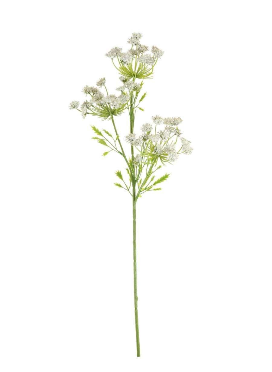 Cow Parsley Spray