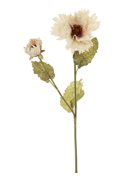 Dried Touch Ruffled Poppy Variou Colours